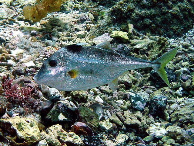 Triacanthus biaculeatus